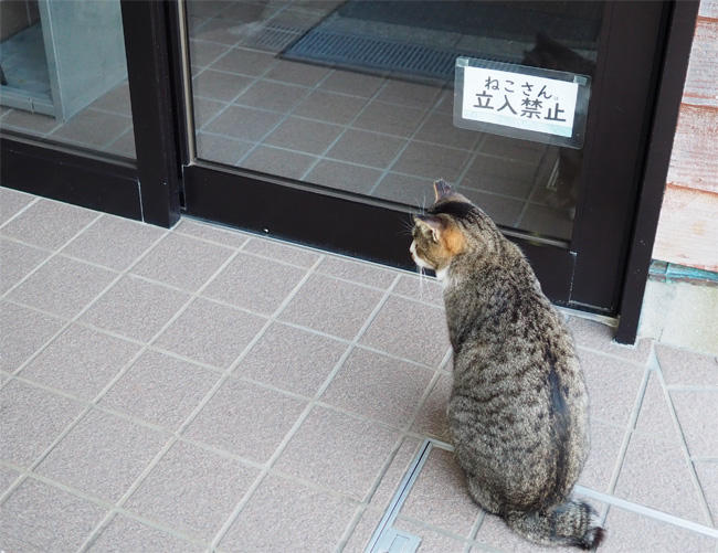 猫さんを探して【猫島の旅10 ～ねこさん立入禁止～】 | フカボリ
