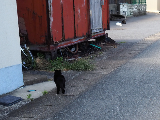 島猫さん