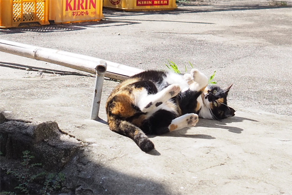 猫さんを探して602