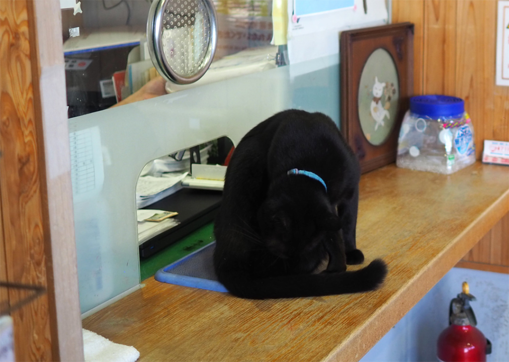 猫さんを探して