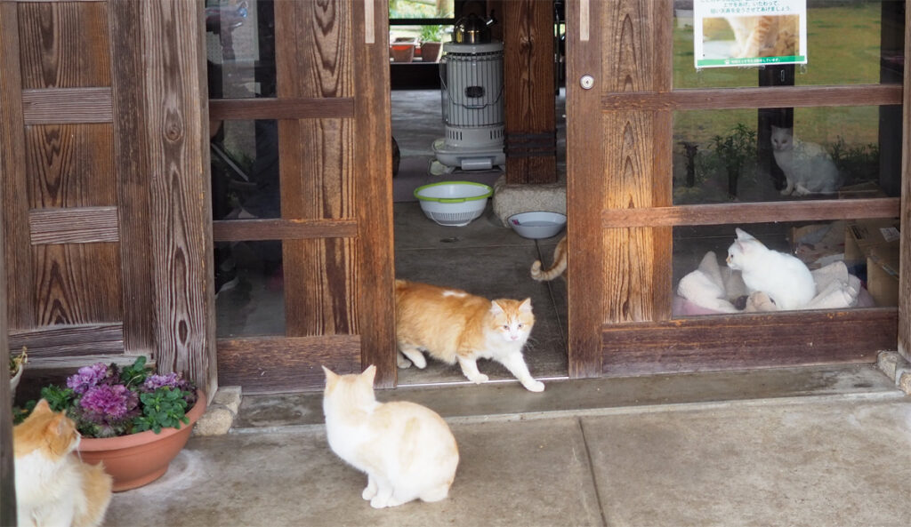 猫さんを探して