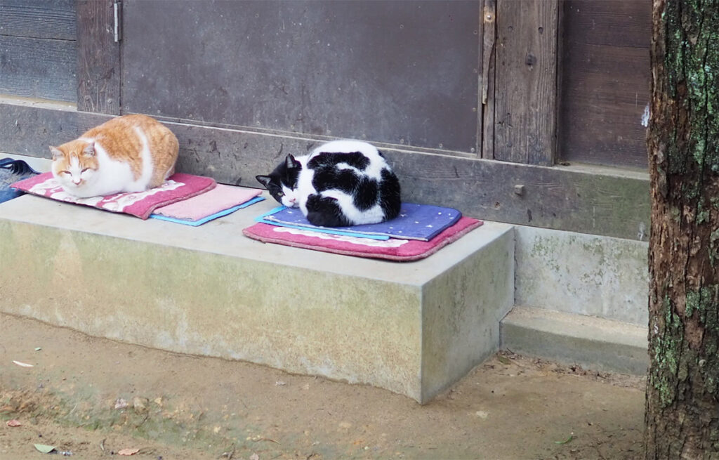 猫さんを探して