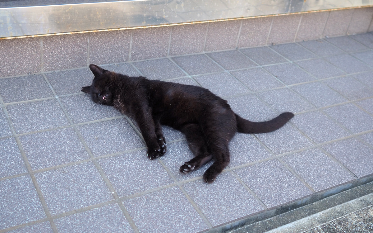 猫さんを探して【猫島の旅13 寝続ける黒猫さん】 | フカボリトウカイ