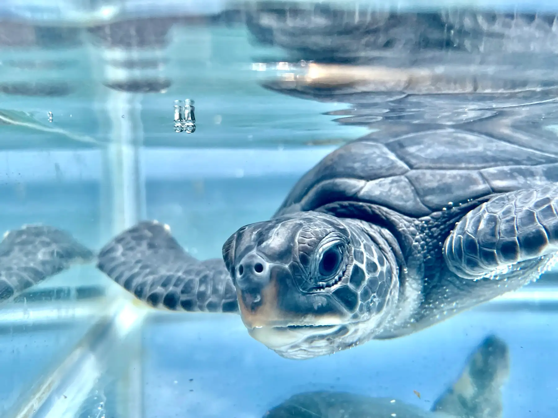 ゼロ距離水族館” 伊勢シーパラダイス・夏季特別展「ウミガメたちはどう